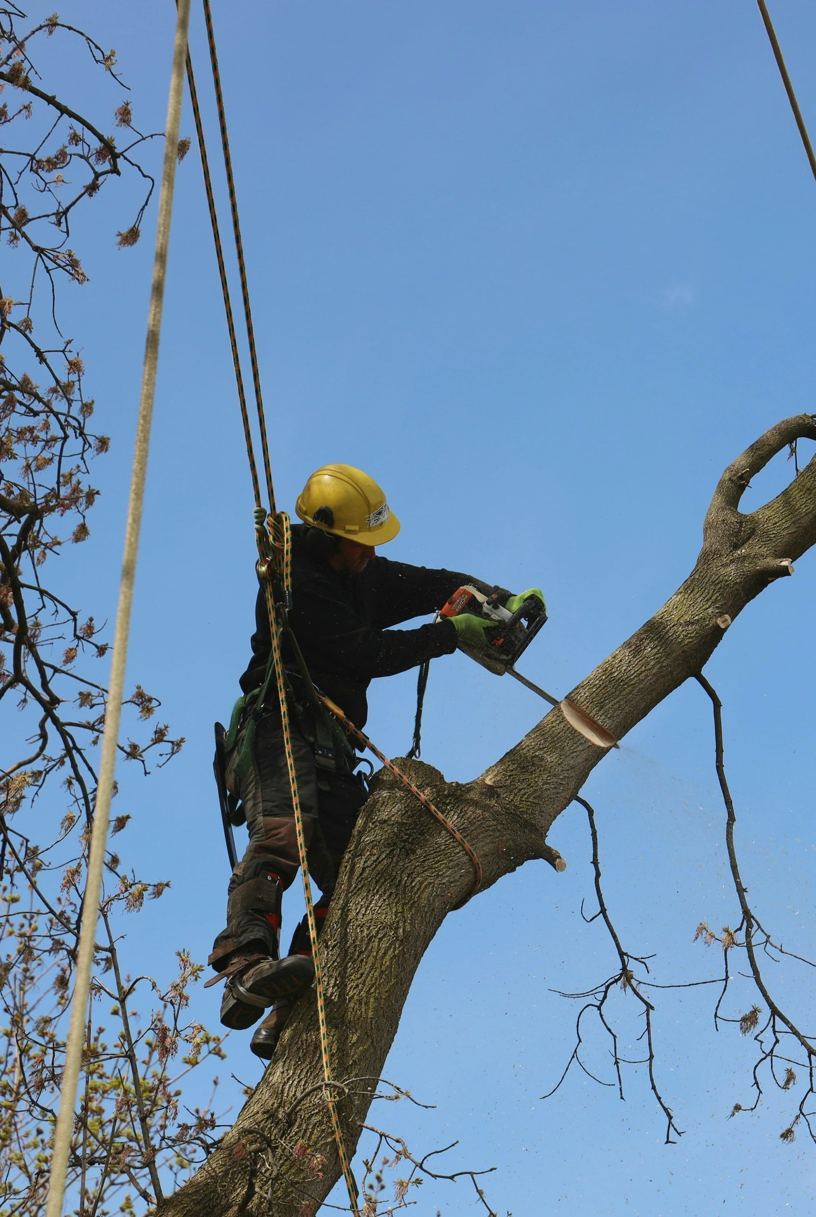 Arborista cortando um galho com motosserra