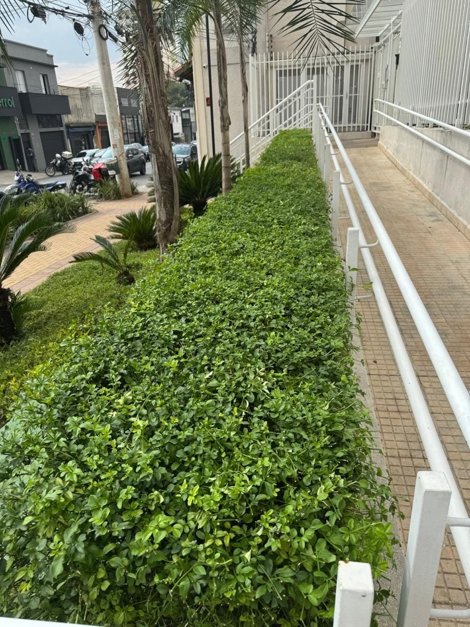 Cerca-viva aparada ao longo da rampa de entrada de um prédio