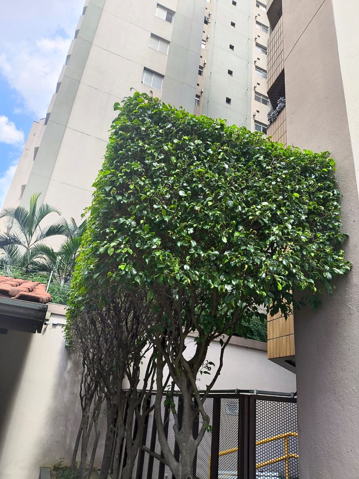 Ficus podado em forma de cubo junto à fachada de um prédio