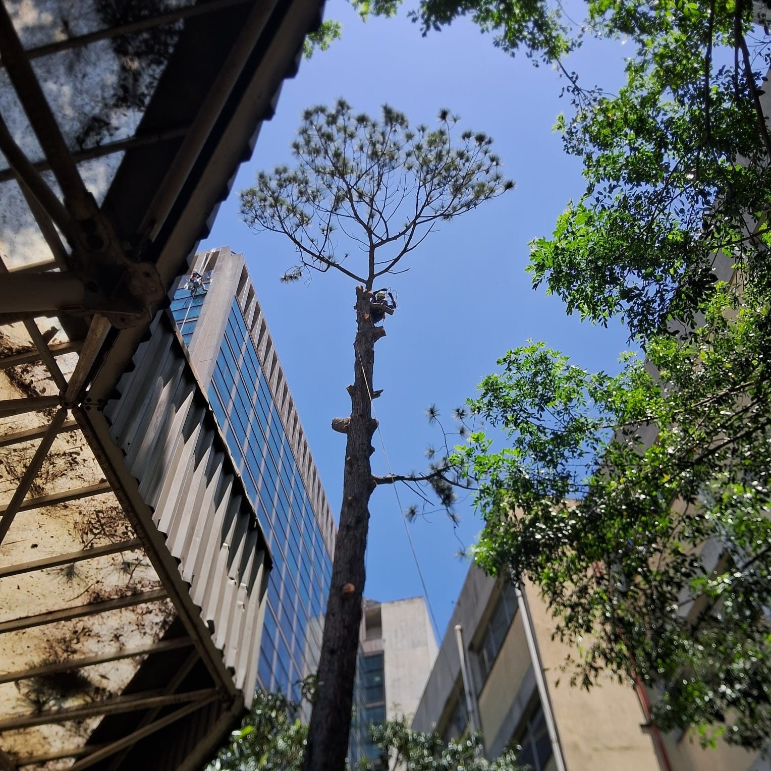 Pinheiro alto podado entre prédios comerciais