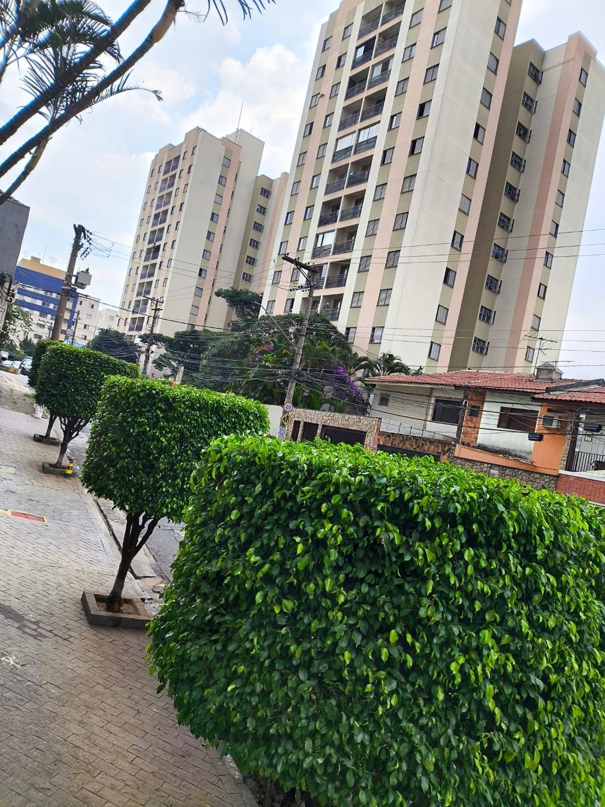 Ficus de calçada podados em cilindro, com prédios e casas ao fundo