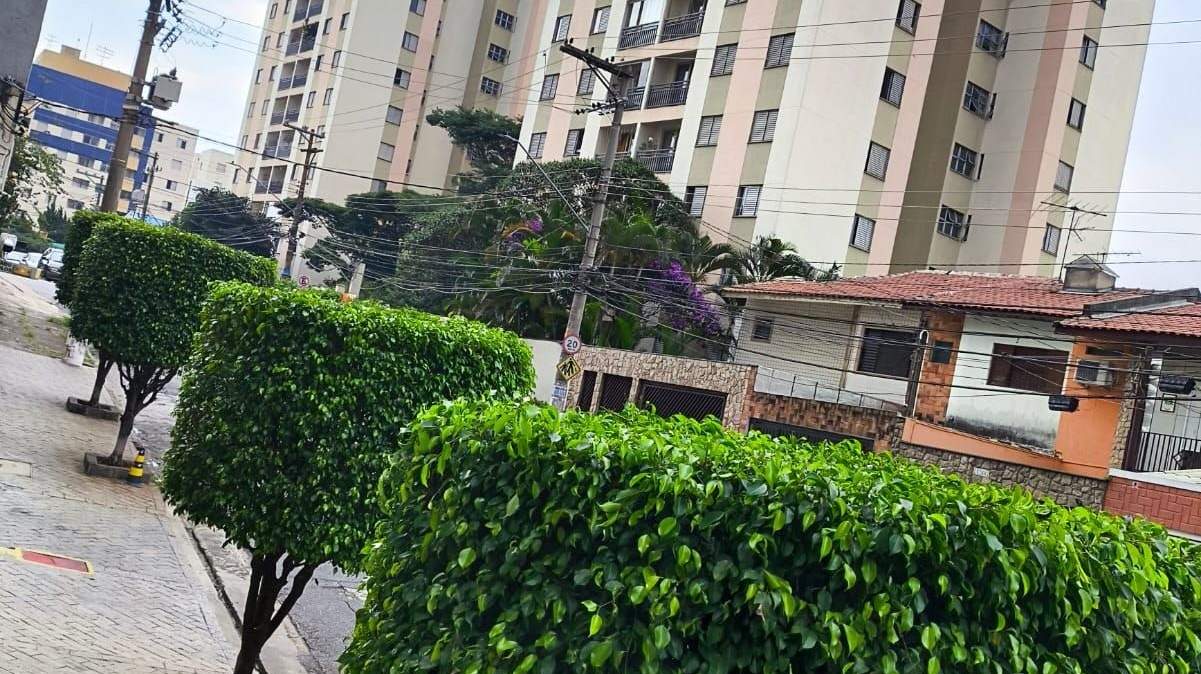 Ficus de calçada podados em cilindro, com prédios e casas ao fundo
