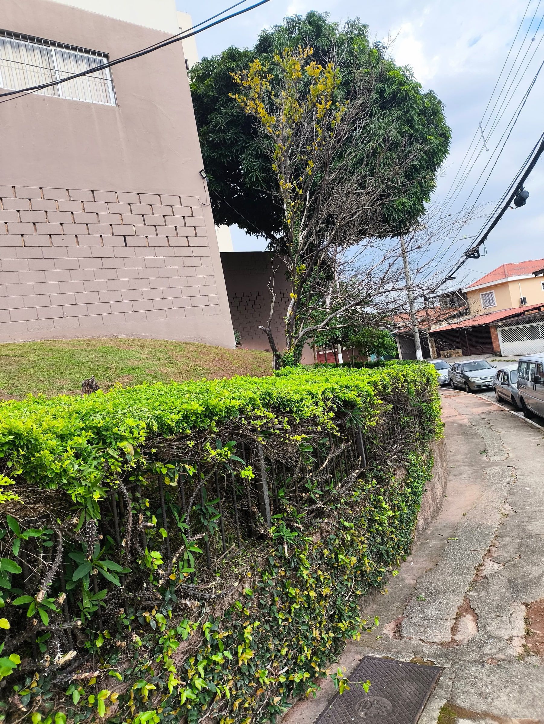 Cerca-viva aparada na esquina de um prédio, com árvore e casas ao fundo