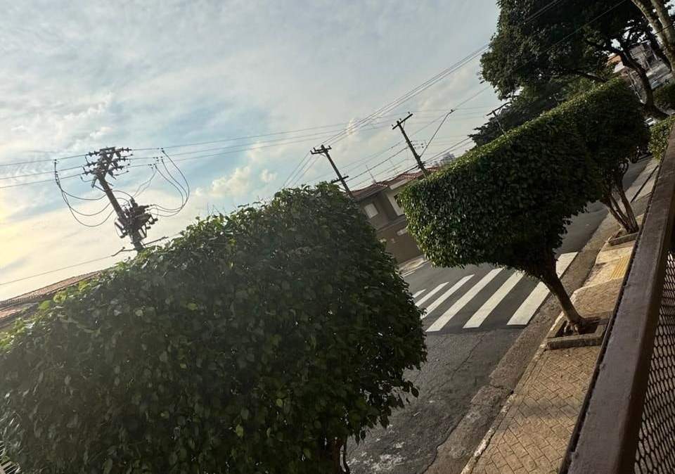 Ficus de calçada podados em copa redonda ao longo de uma rua residencial