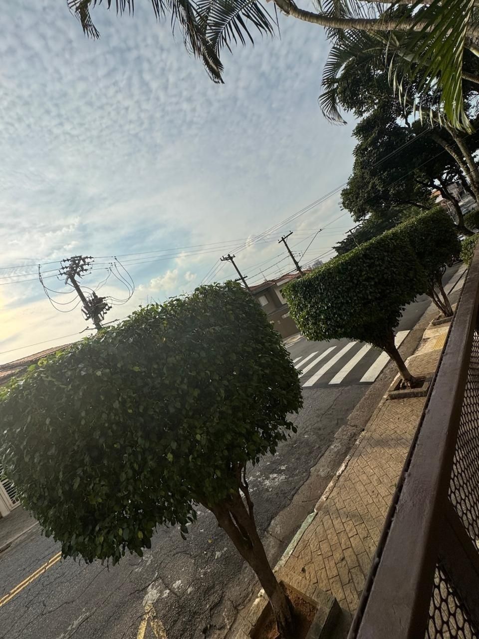 Ficus de calçada podados em copa redonda ao longo de uma rua residencial