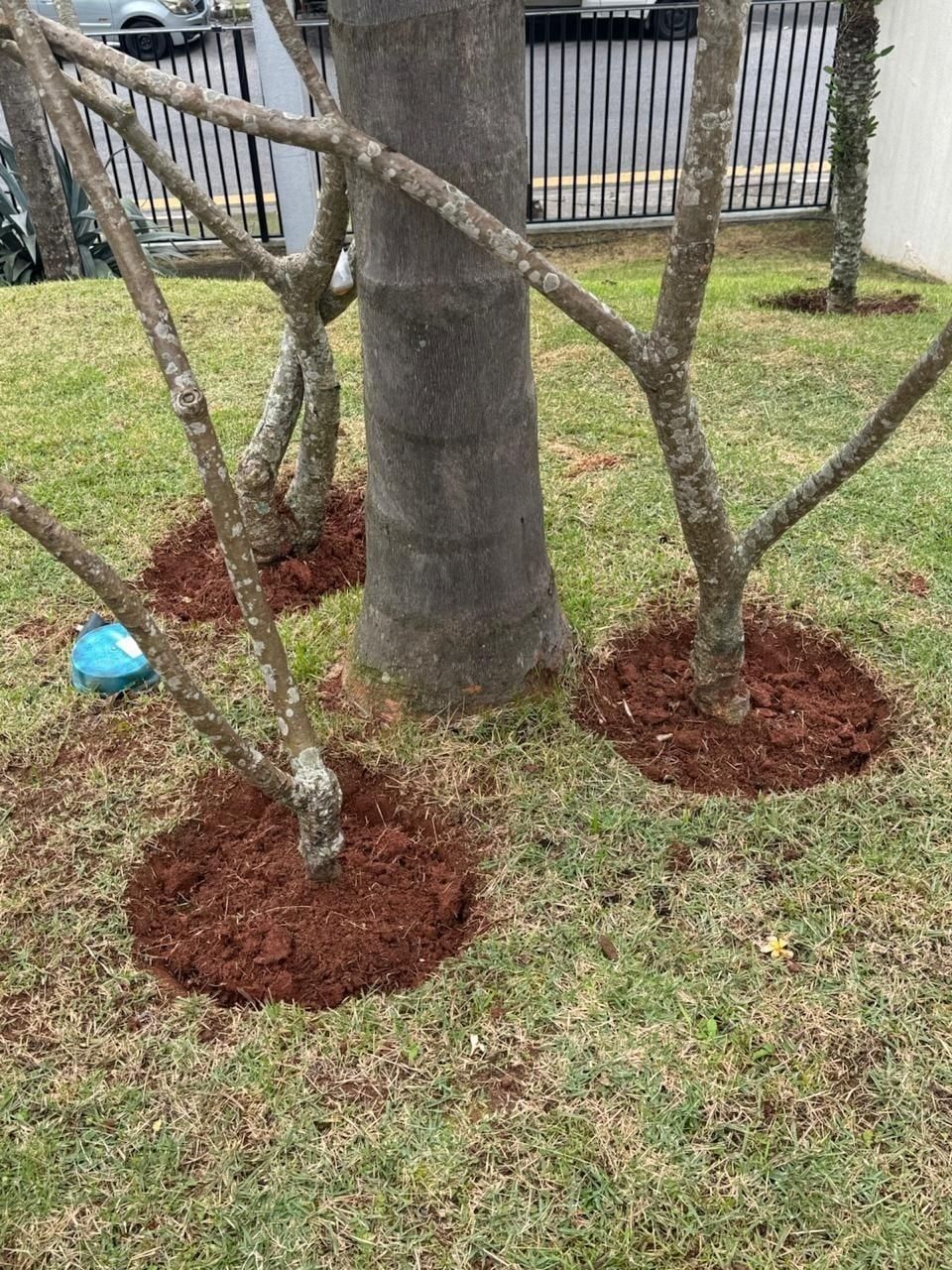 Árvores jovens no gramado com a terra coroada em volta do tronco