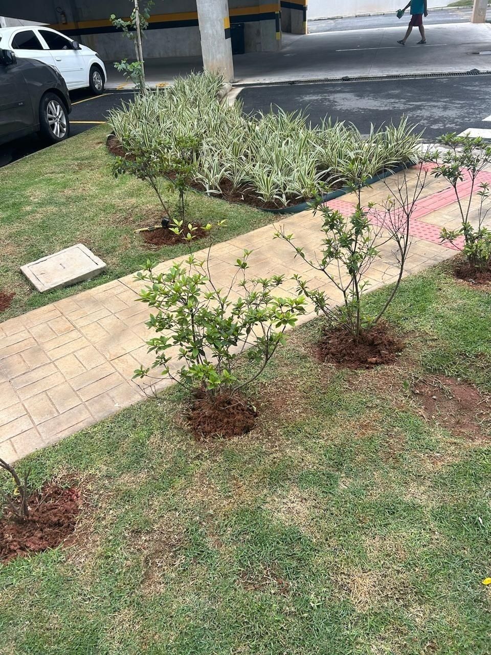 Mudas de arbustos recém-plantadas no gramado, ao lado de um caminho de pedra