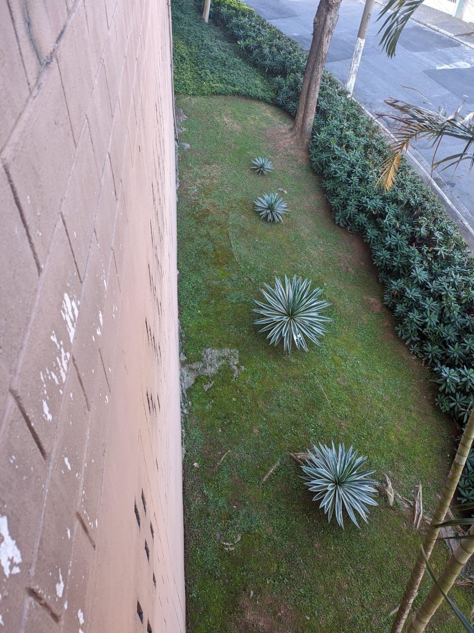 Talude gramado com agaves e cerca-viva ao lado de um muro