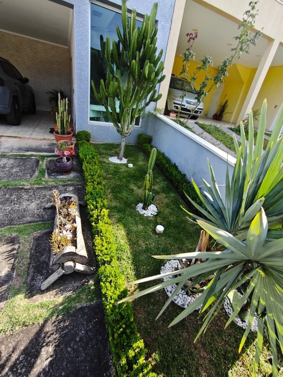 Jardim de frente de casa com cactos, agave, cerca de buxinho e floreira de tronco