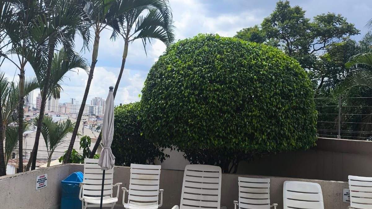 Árvore em copa arredondada e palmeiras ao lado de uma piscina com espreguiçadeiras