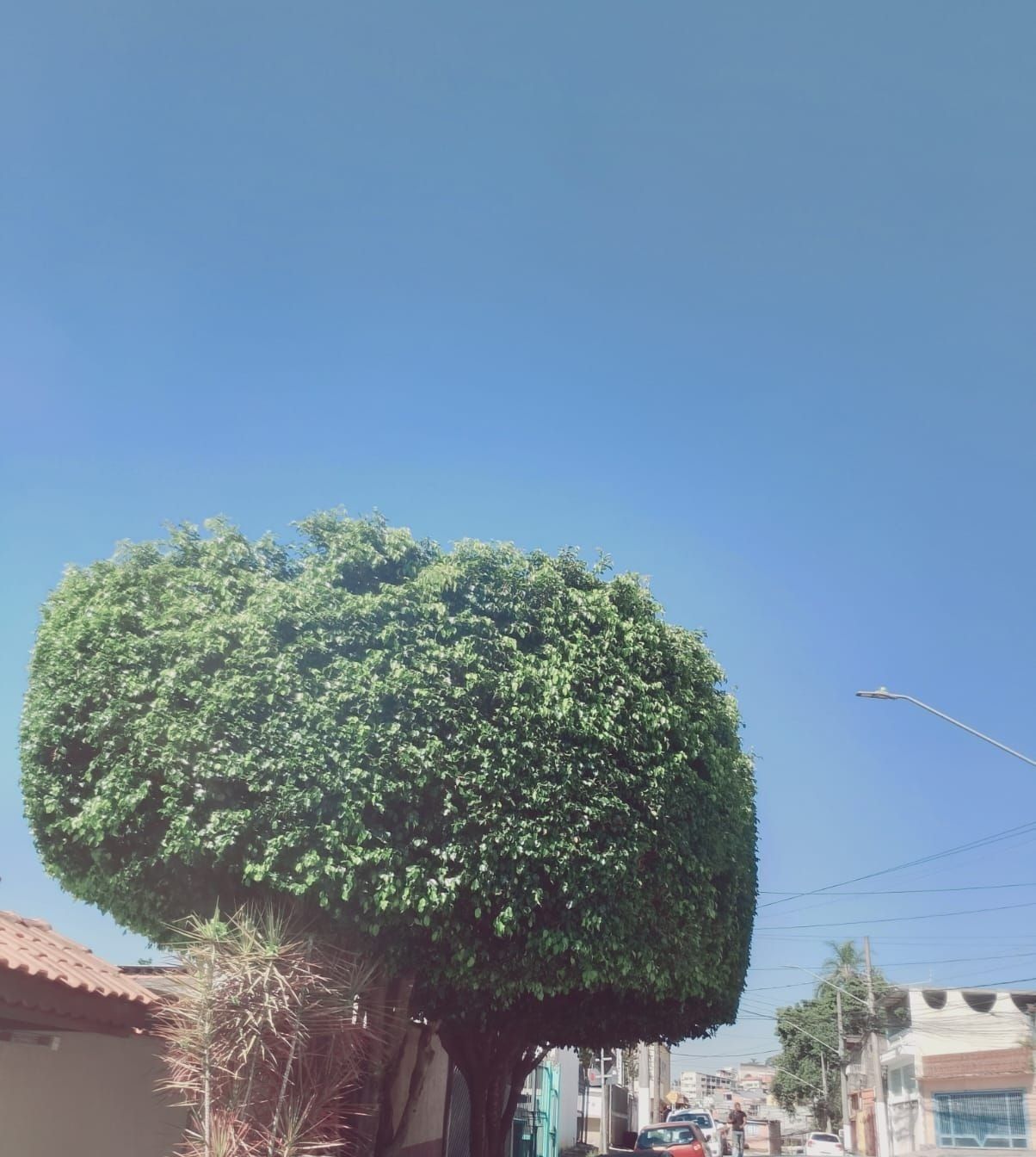 Ficus alto podado em copa arredondada na calçada de uma rua residencial