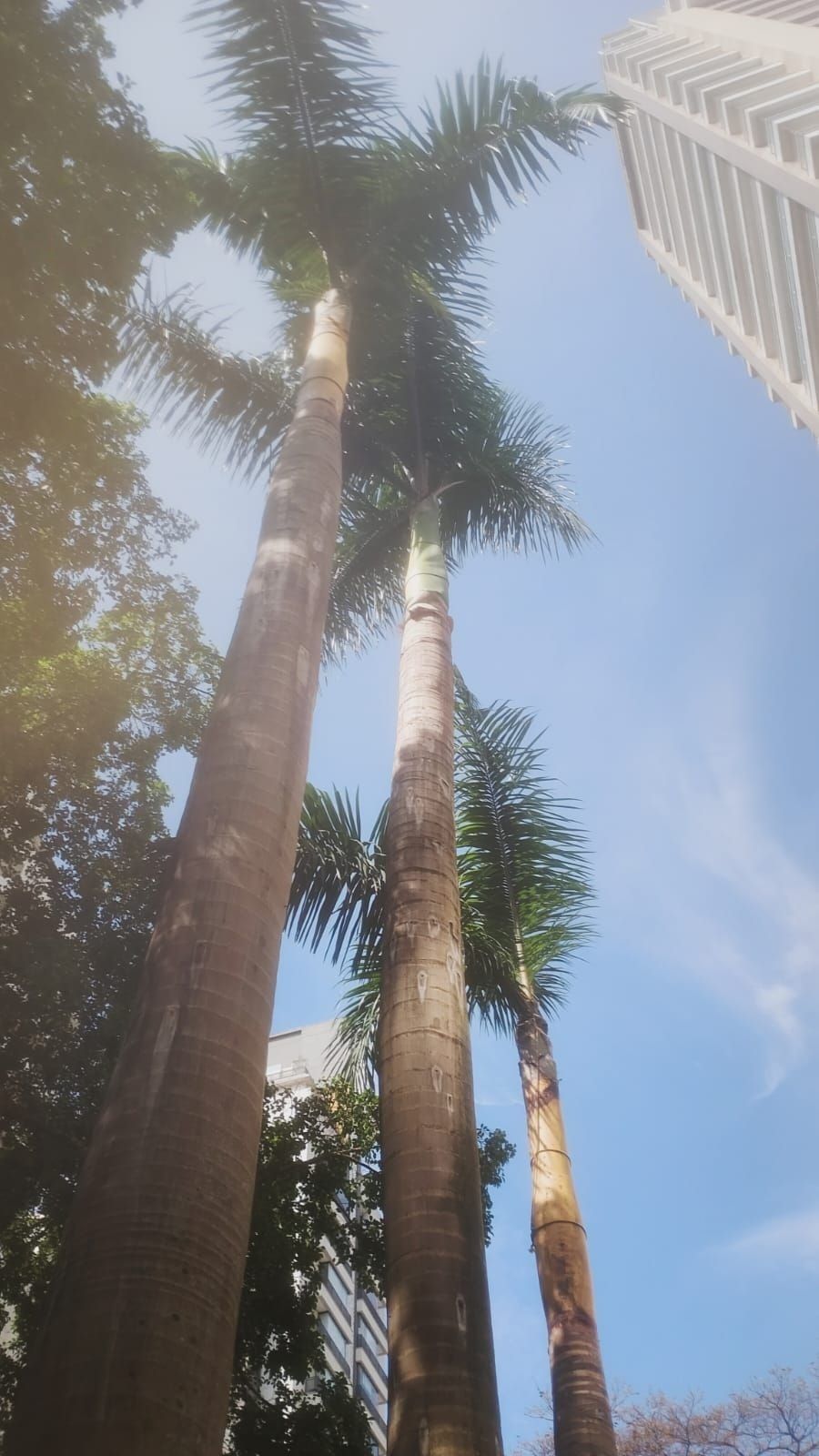 Palmeiras-imperiais altas vistas de baixo, ao lado de um prédio