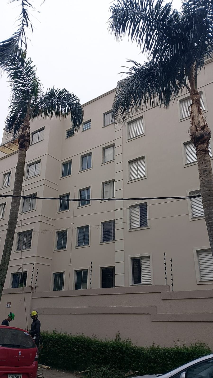 Palmeiras podadas na frente de um prédio de apartamentos