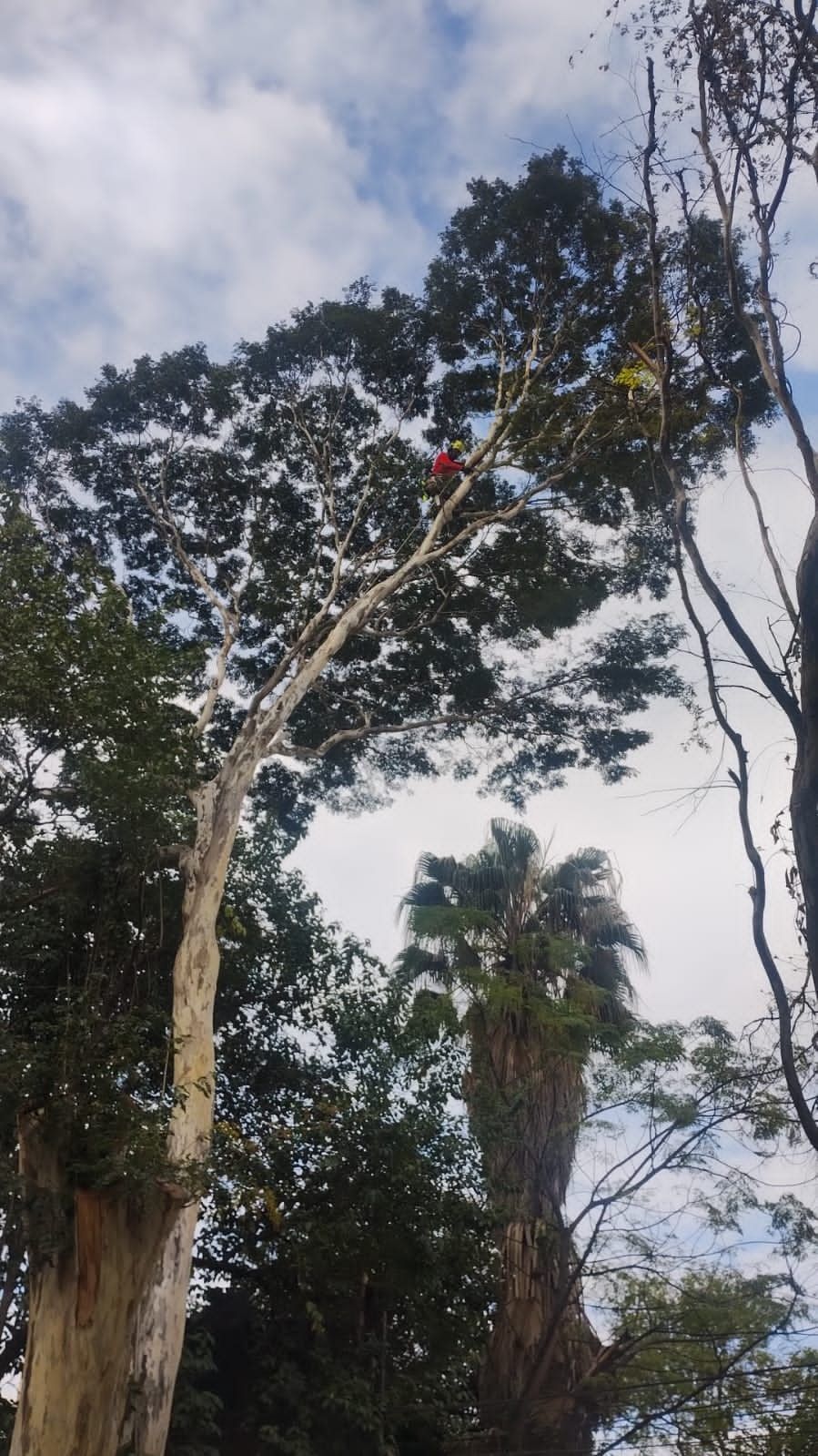 Podador no alto da copa de uma árvore grande