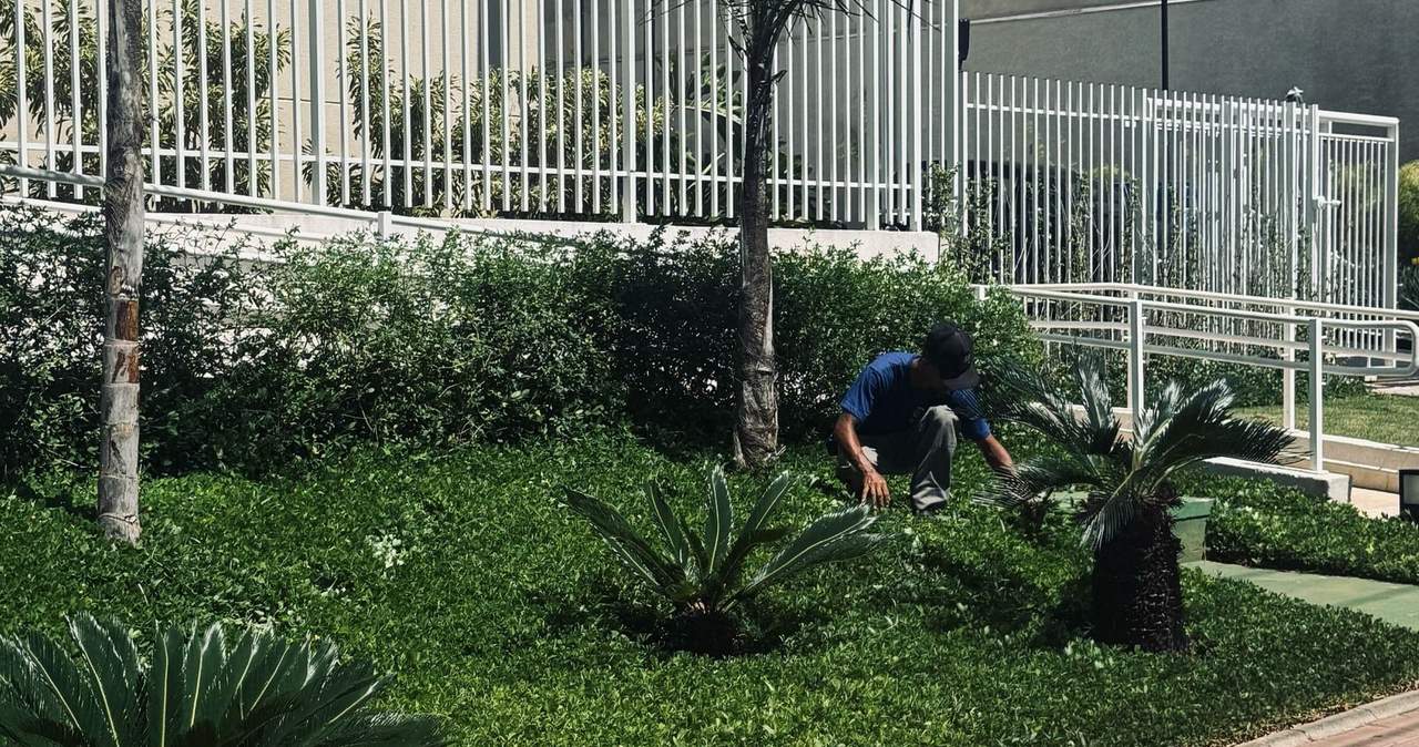 Jardineiro ajoelhado cuidando da forração sob uma palmeira
