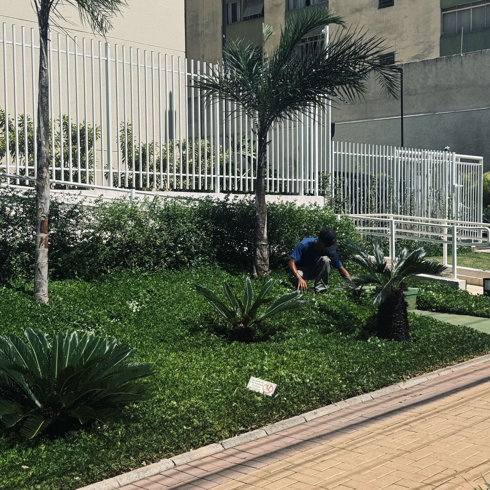 Jardineiro ajoelhado cuidando da forração sob uma palmeira