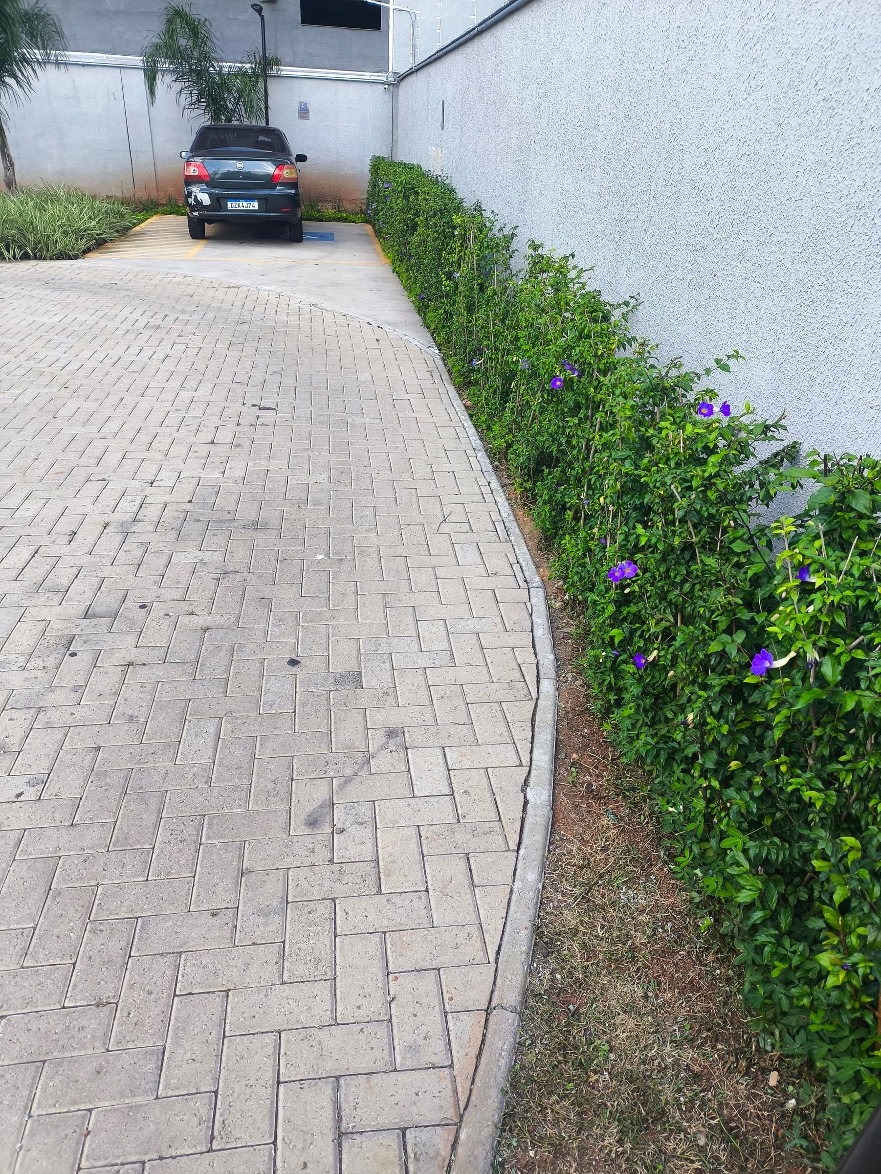 Cerca-viva florida aparada ao longo da entrada de garagem de um prédio