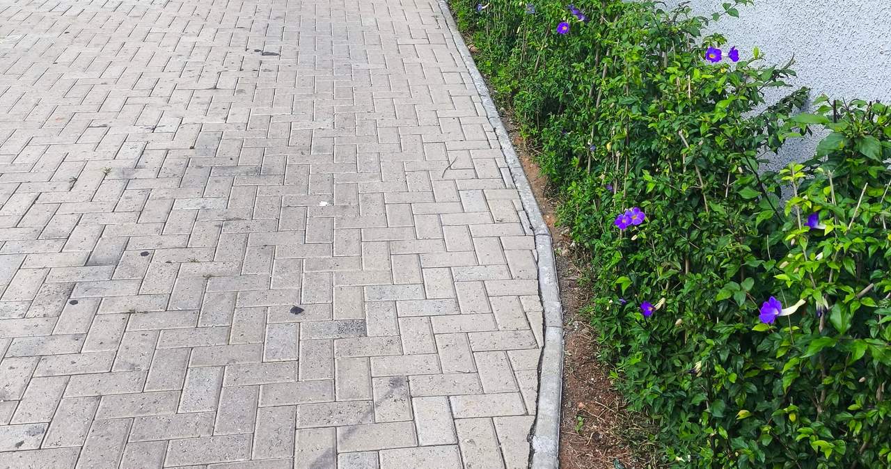 Cerca-viva florida aparada ao longo da entrada de garagem de um prédio