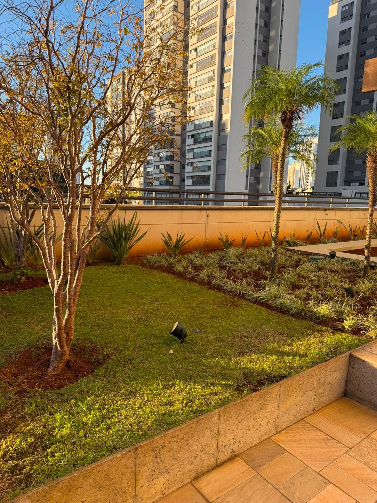 Jardim de condomínio com gramado e árvore de tronco claro, no fim da tarde