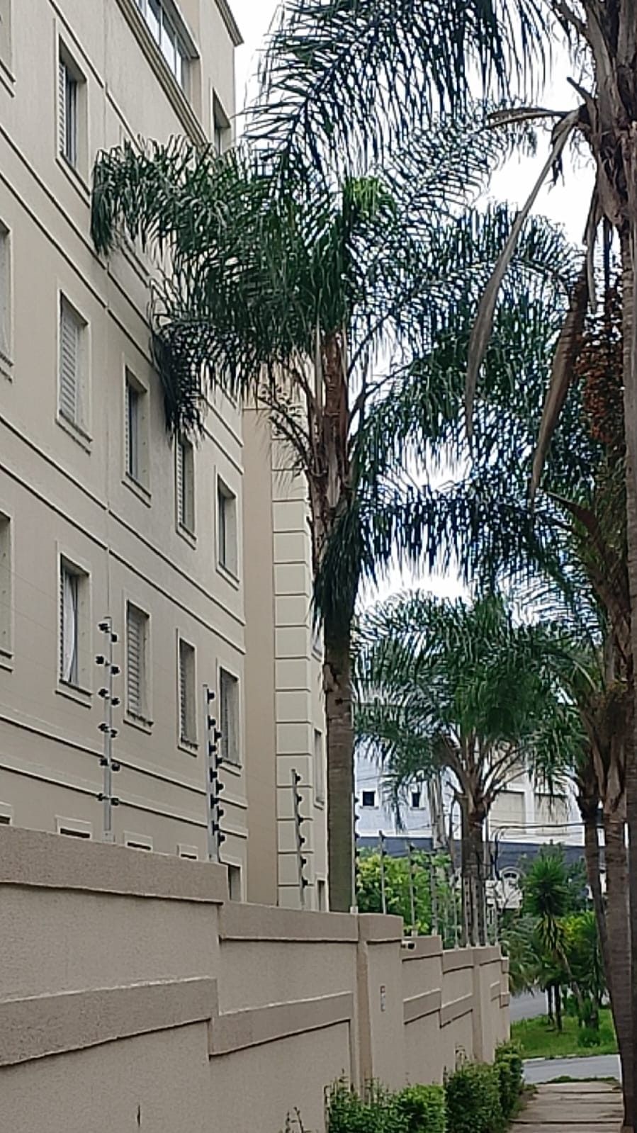 Palmeiras podadas entre prédios de apartamentos