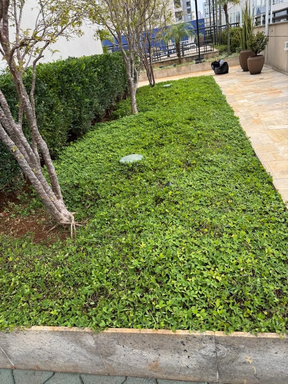 Forração verde contínua sob árvores num jardim de prédio