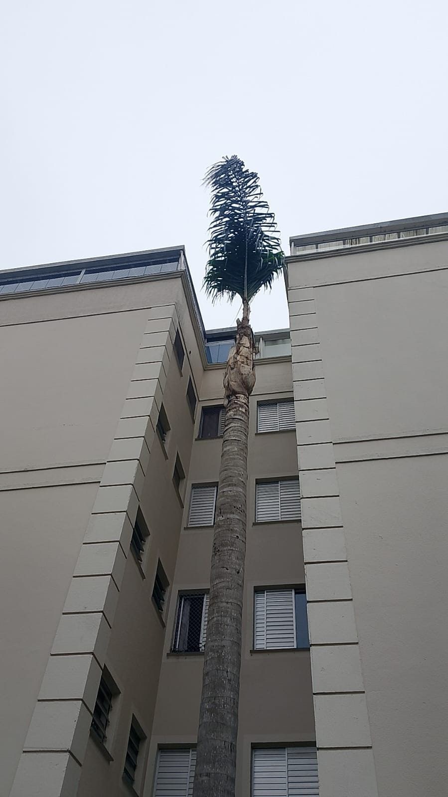 Palmeira alta com a copa limpa entre as paredes de um prédio de apartamentos