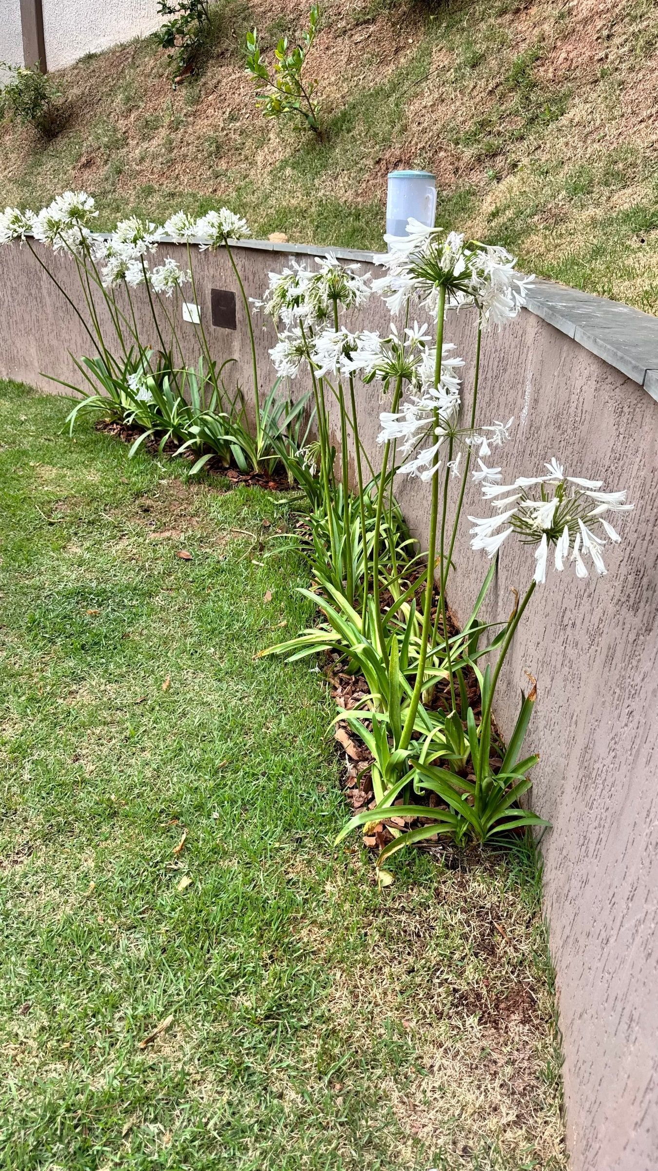 Fileira de agapanthus branco florido ao longo de um muro curvo