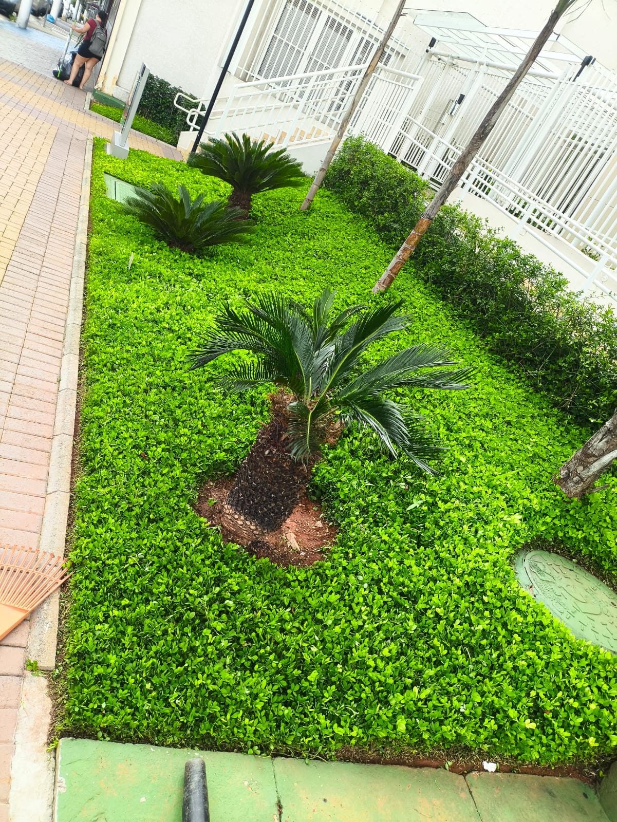 Canteiro de condomínio com cicas e forração verde aparada, ao lado da calçada
