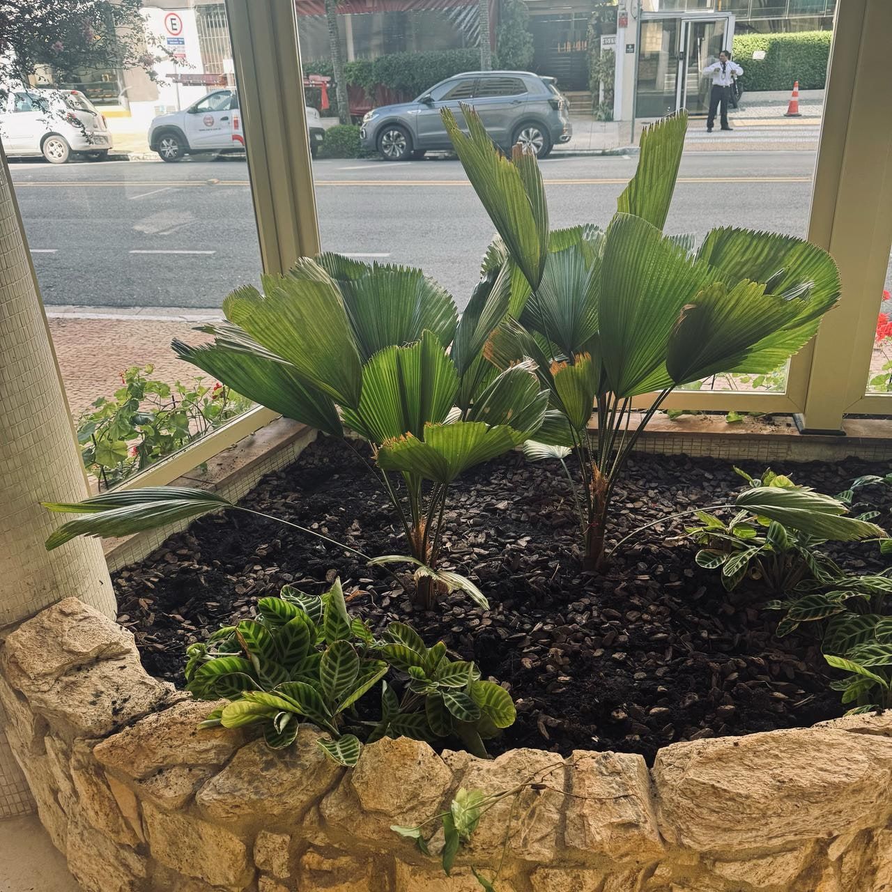 Jardineira de pedra com palmeira-leque e folhagens recém-plantadas na entrada de um prédio