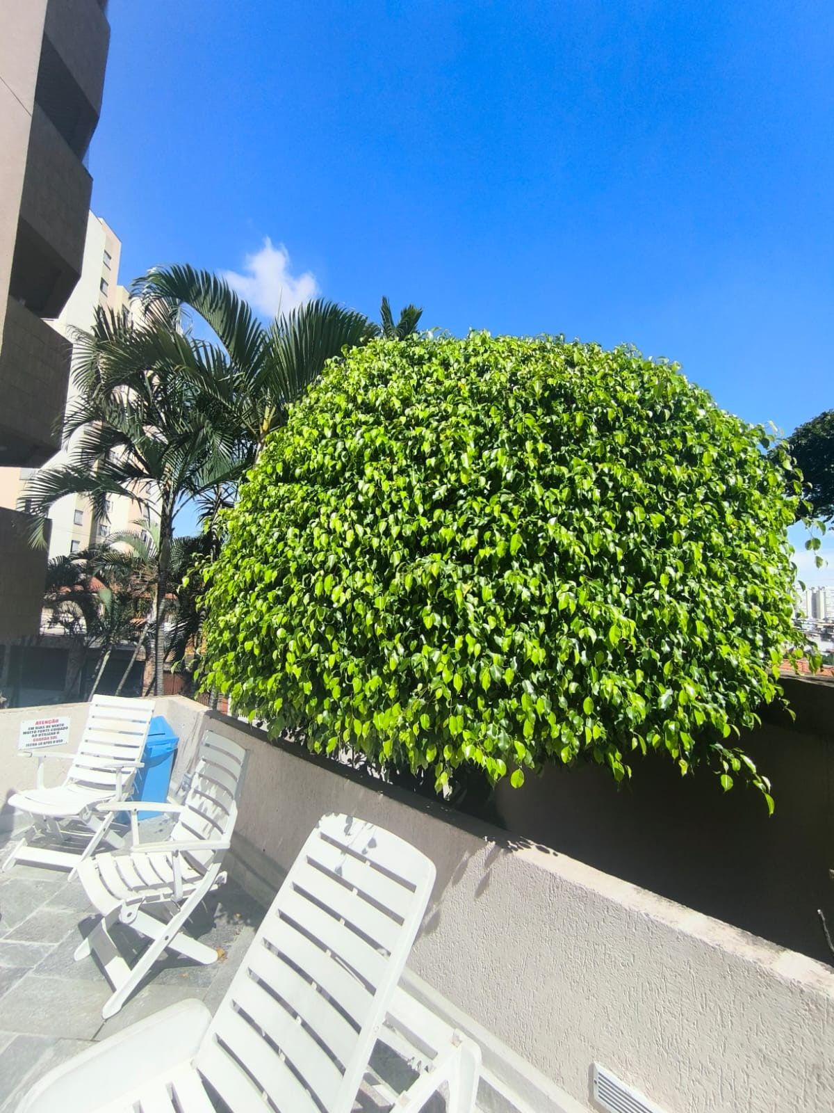 Ficus podado em forma de bola junto à área da piscina de um condomínio
