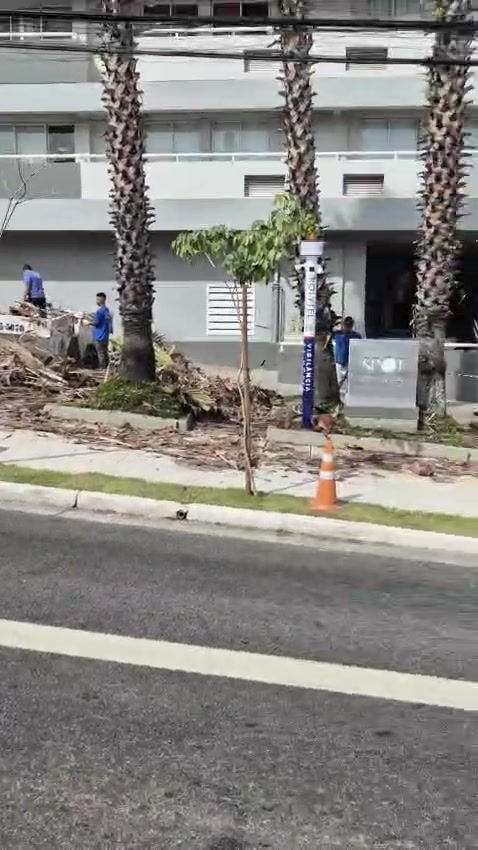 Equipe da Alpha removendo palmeiras em frente a um prédio
