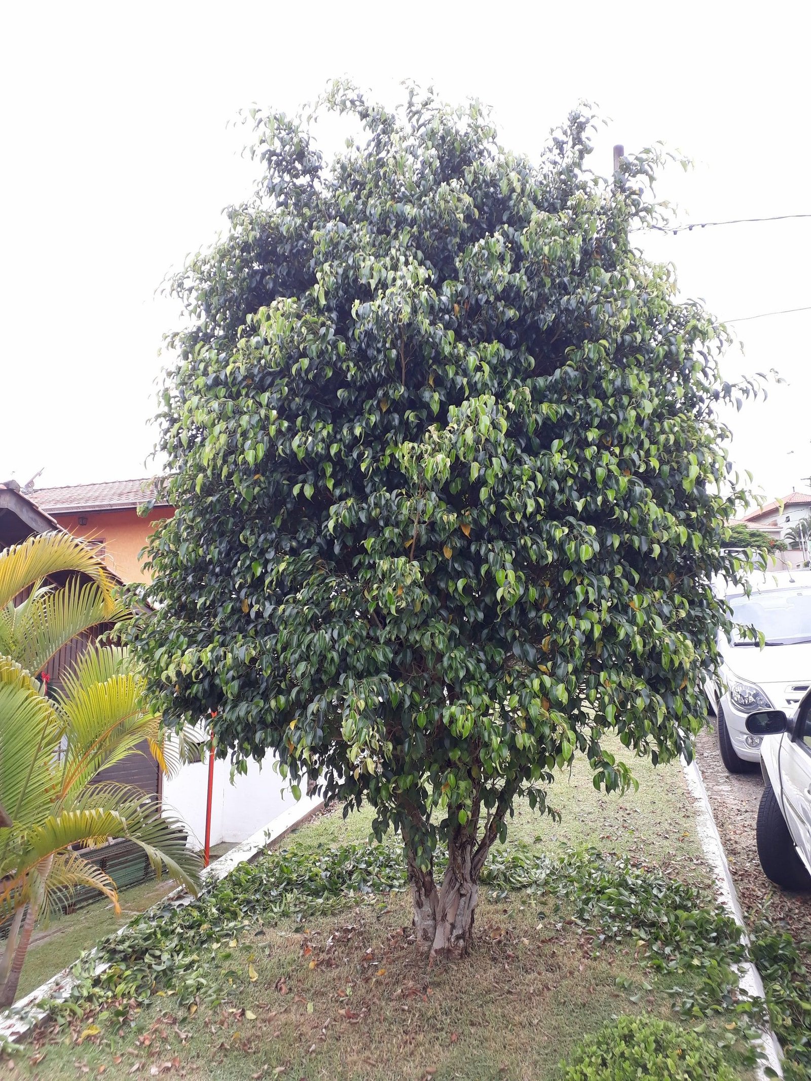 Ficus grande com a copa podada e equilibrada, na calçada de uma casa