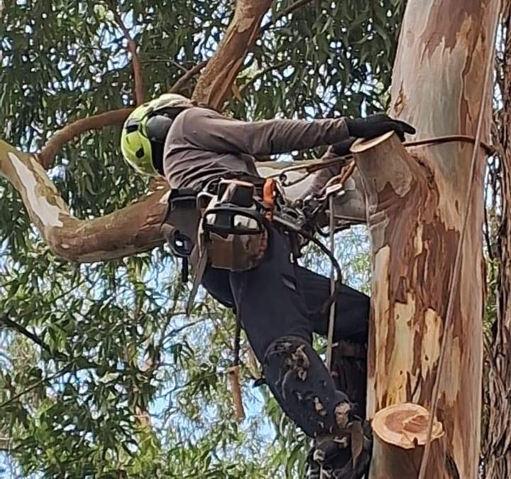 Podador apoiado num galho de eucalipto, de capacete e com a motosserra presa na cintura