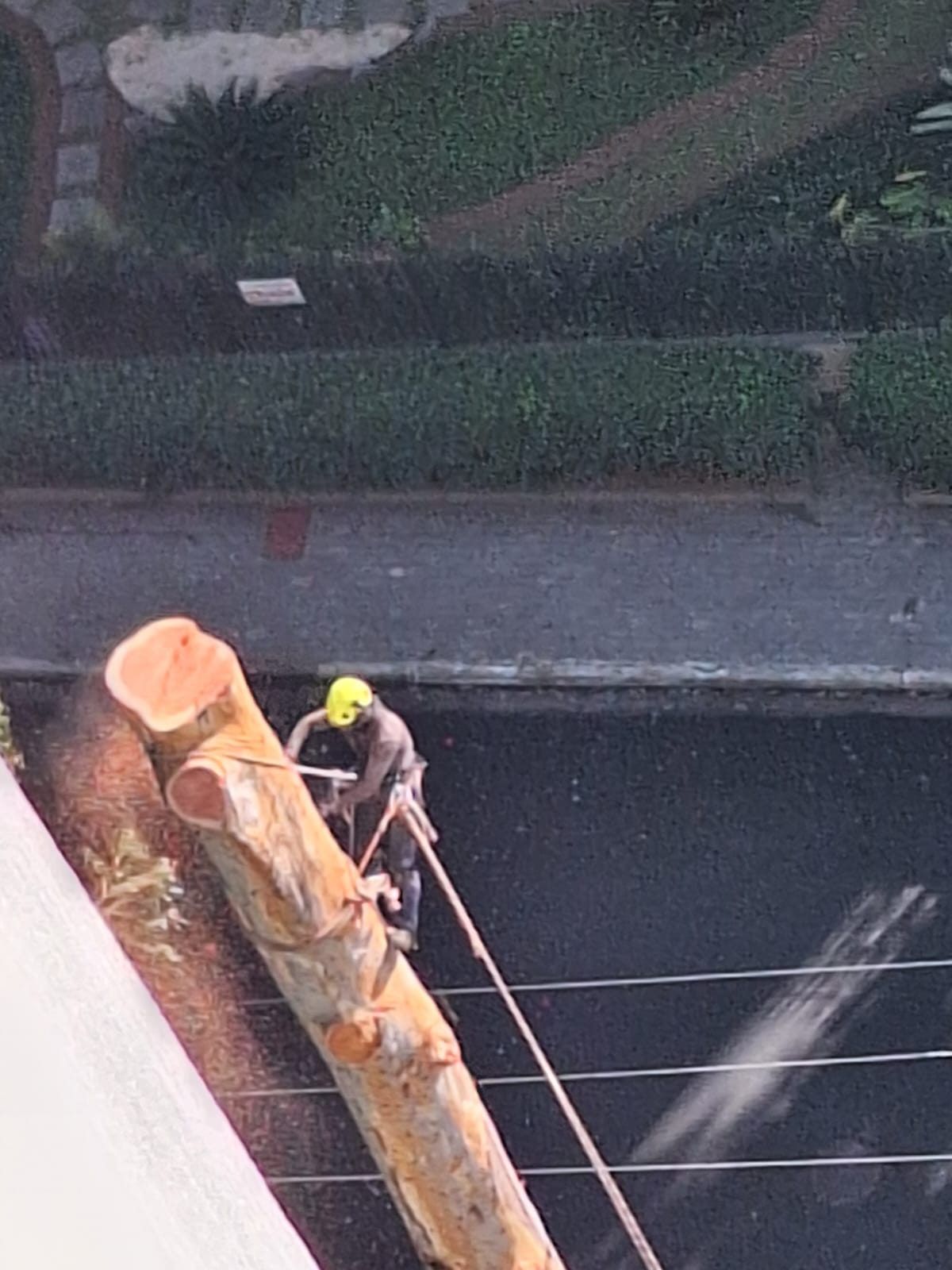 Vista de cima: pedaço de tronco descendo por corda até a rua, com o podador guiando