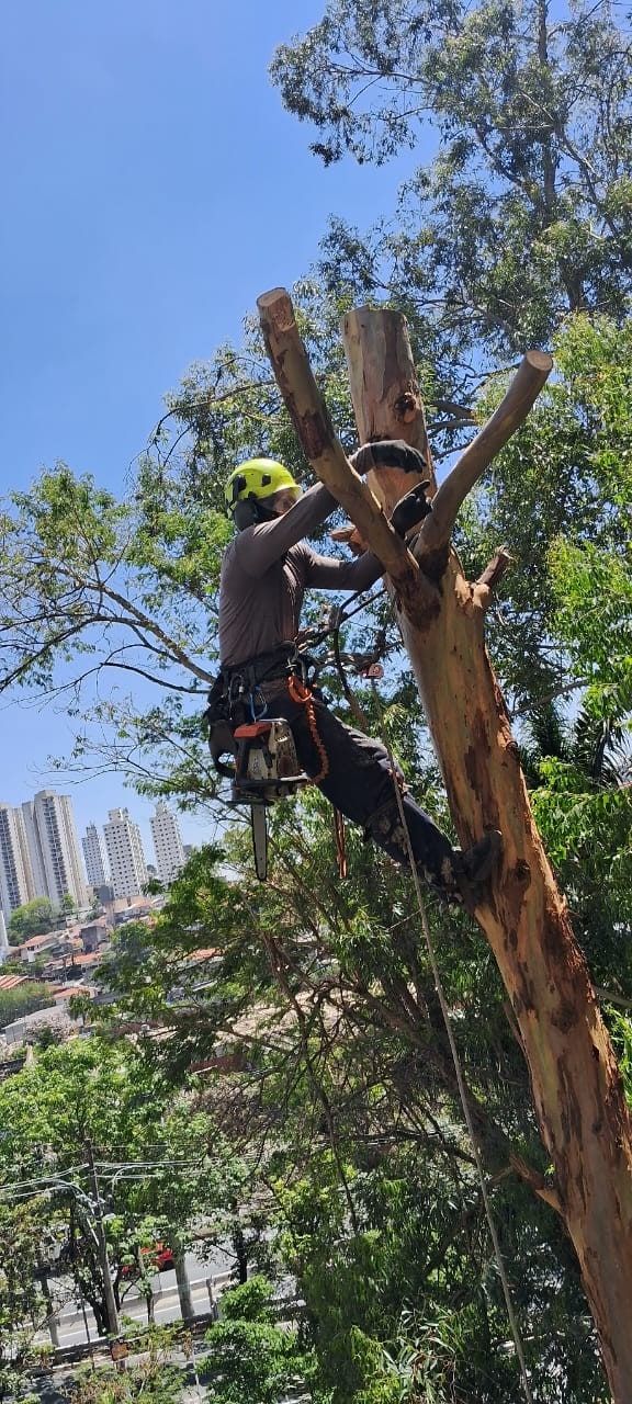 Podador da Alpha preso por corda no tronco de um eucalipto, cortando galhos com motosserra, com prédios ao fundo