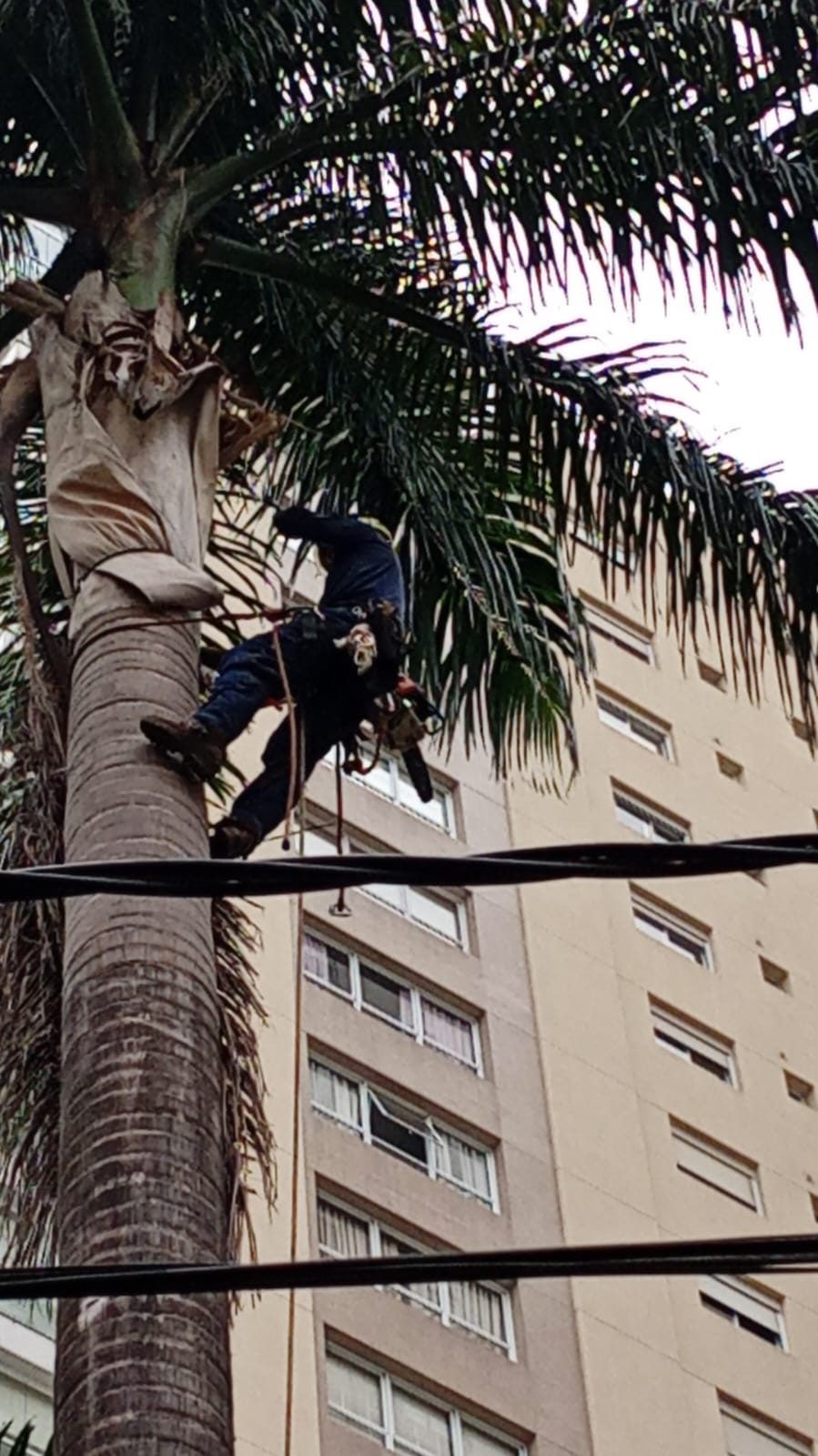 Funcionário amarrado ao tronco de uma palmeira, limpando as folhas secas ao lado de um prédio