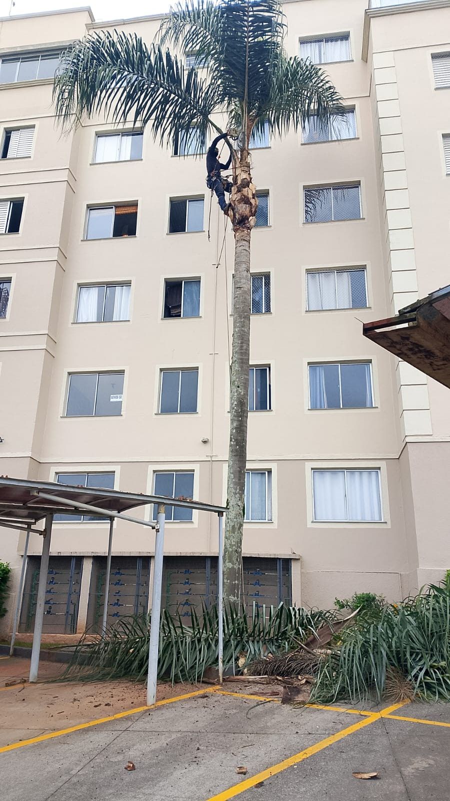 Podador no alto de uma palmeira em frente a um prédio de apartamentos