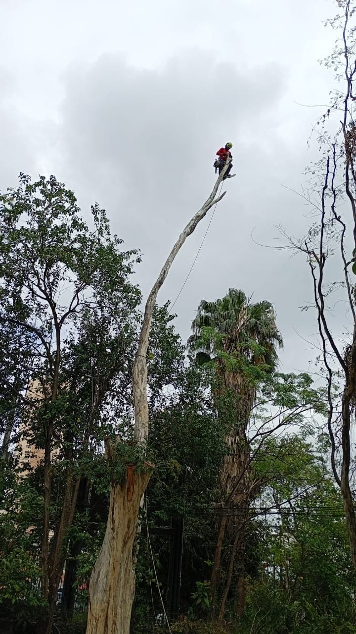 Podador no topo de uma árvore seca e sem galhos, antes da remoção