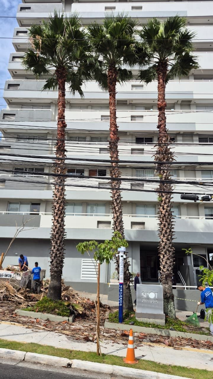 Equipe da Alpha removendo palmeiras altas em frente a um condomínio, com cones de sinalização
