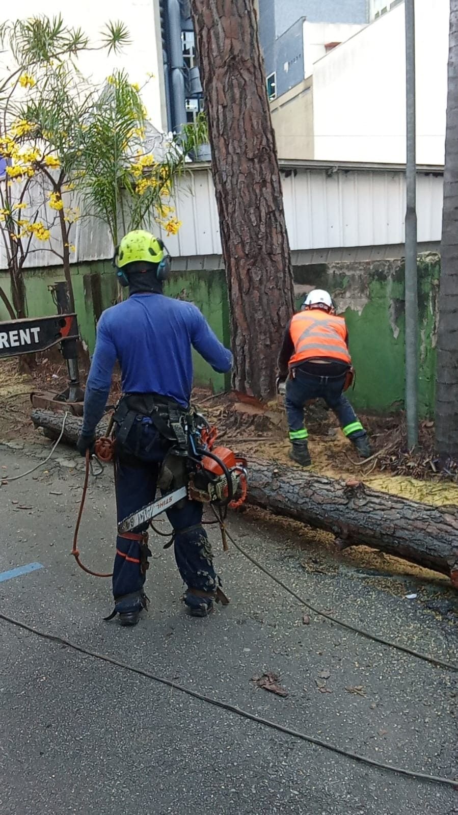 Dois funcionários de capacete e EPI ao lado de um pinheiro cortado e deitado na rua