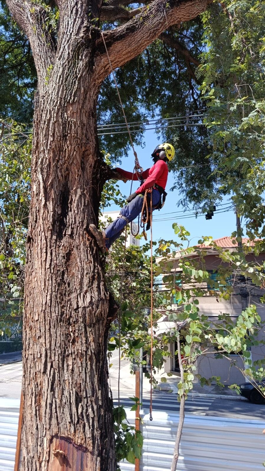 Podador de capacete e cinto subindo por corda no tronco grosso de uma árvore de rua