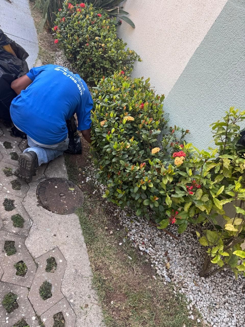 Funcionário da Alpha ajoelhado cuidando de um canteiro de ixoras na calçada