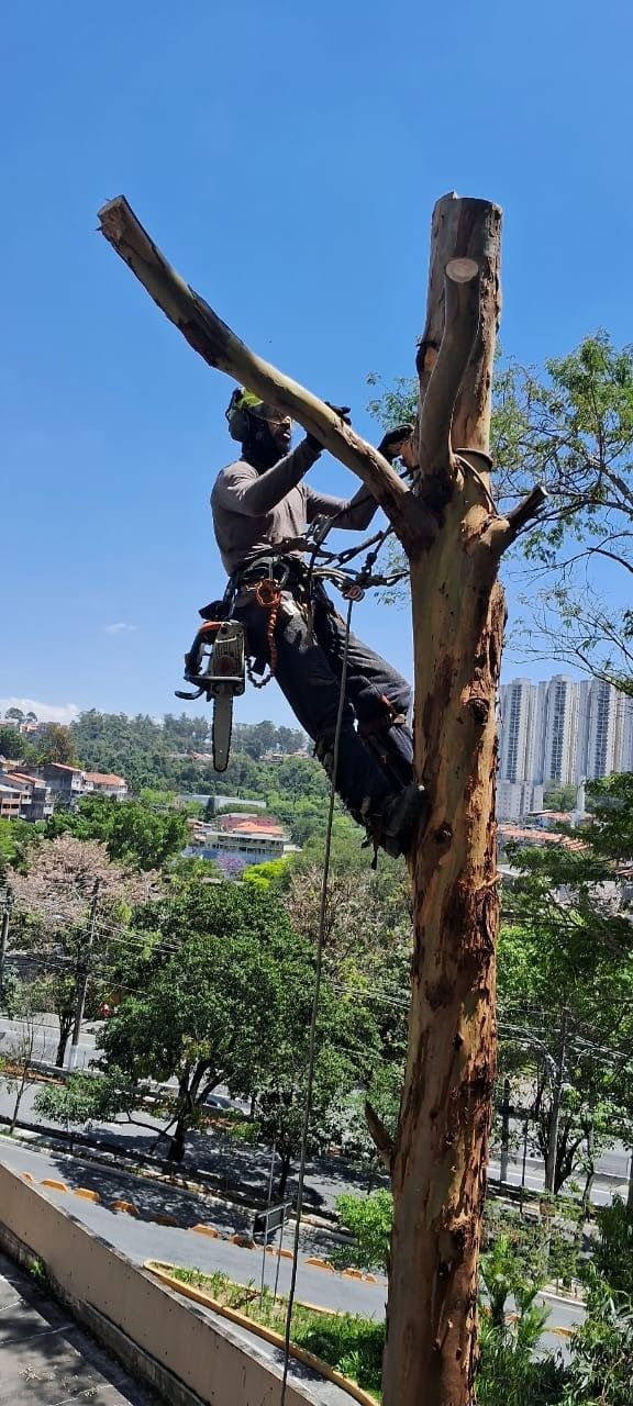 Podador da Alpha de capacete e motosserra, preso ao tronco de um eucalipto, com a cidade ao fundo