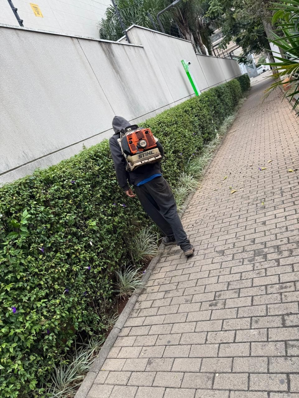 Funcionário com soprador nas costas limpando a calçada junto a uma cerca-viva longa